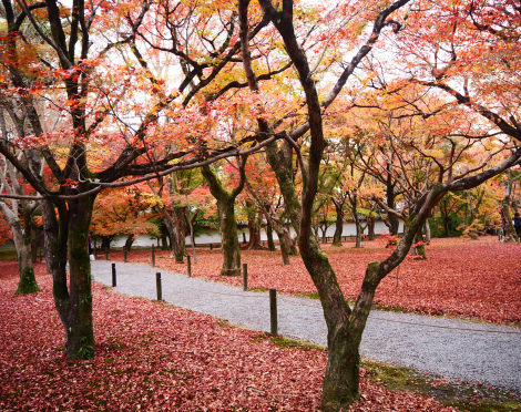 京都の紅葉