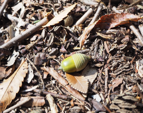 万博公園のどんぐり