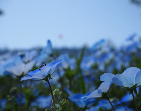 舞洲のネモフィラ